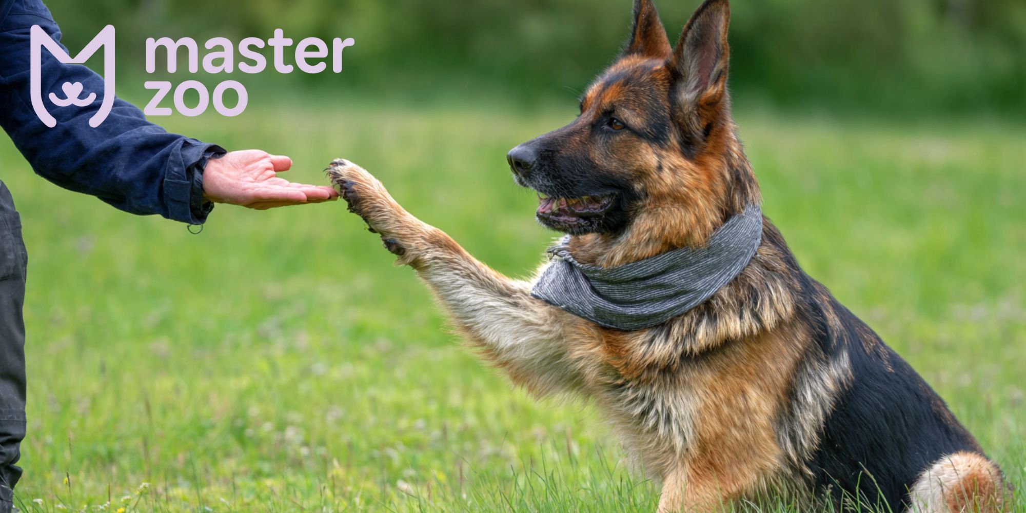 позитивне підкріплення для собак  | MasterZoo