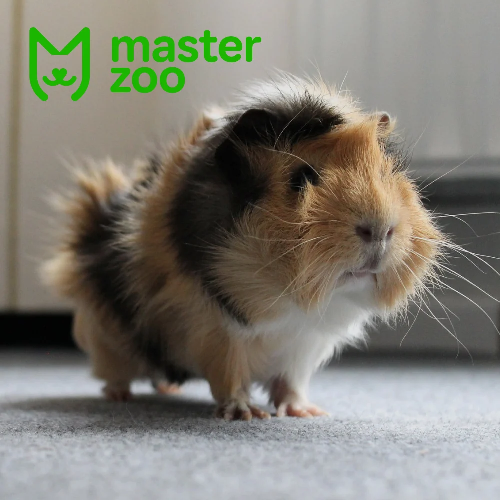 Розетка морская свинка порода | Зоомагазин MasterZoo