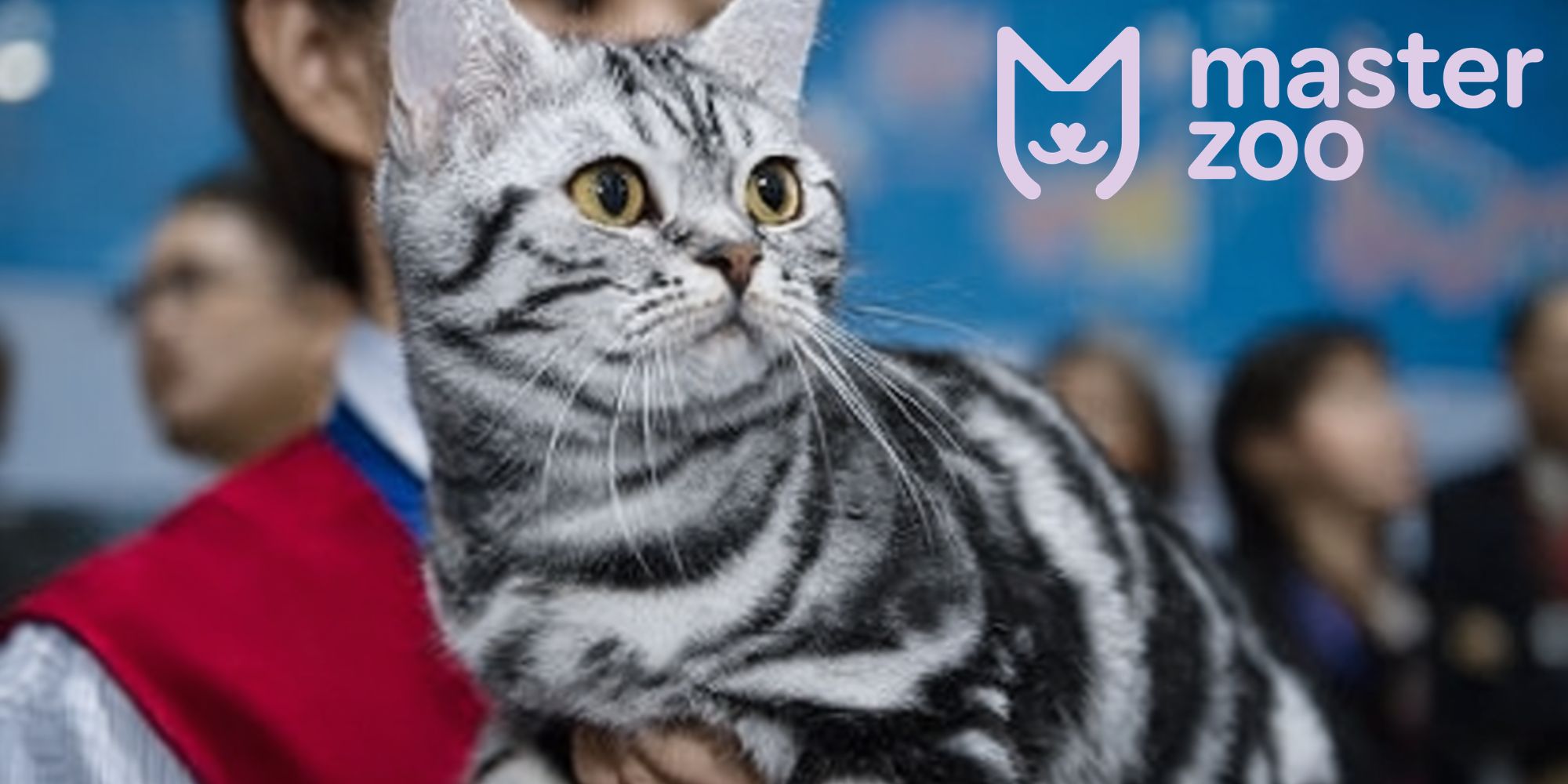 забарвлення амереканської короткошерстої кішки | MasterZoo