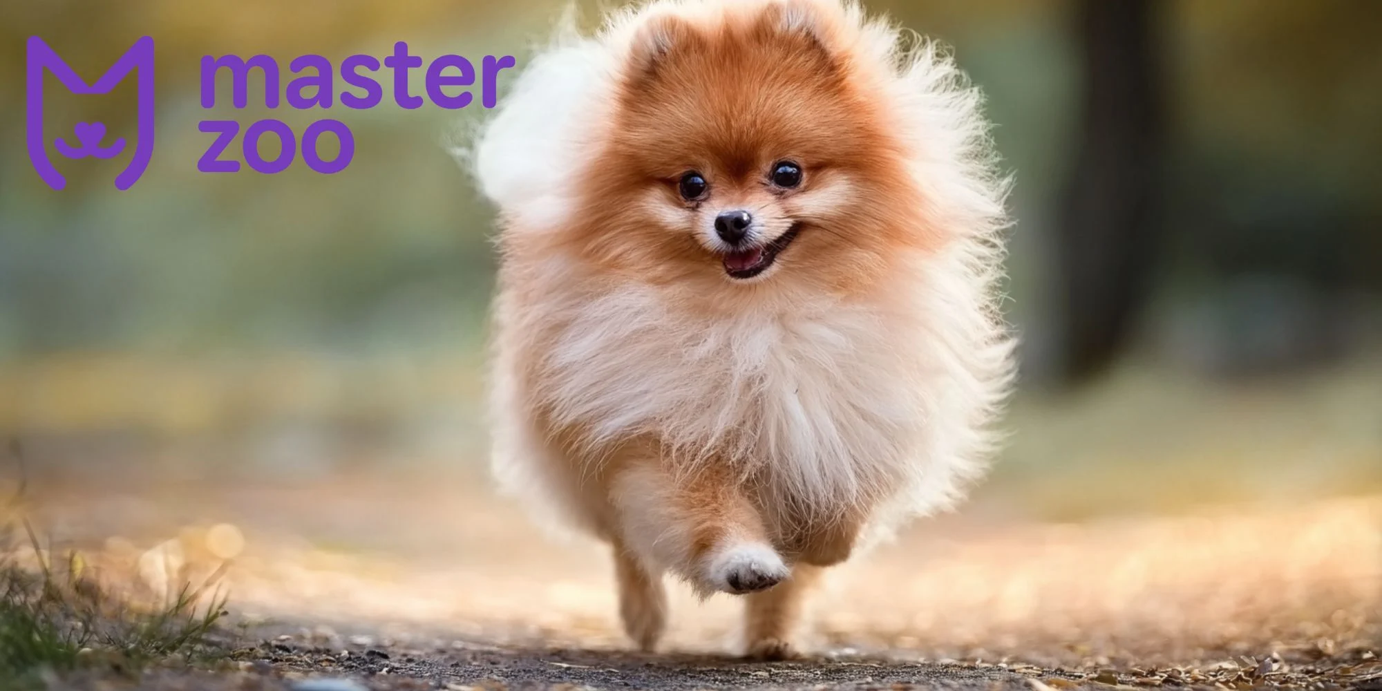 Померанський шпиц |  MasterZoo