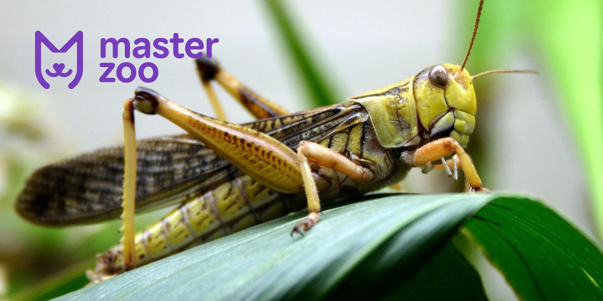 сарана |  MasterZoo