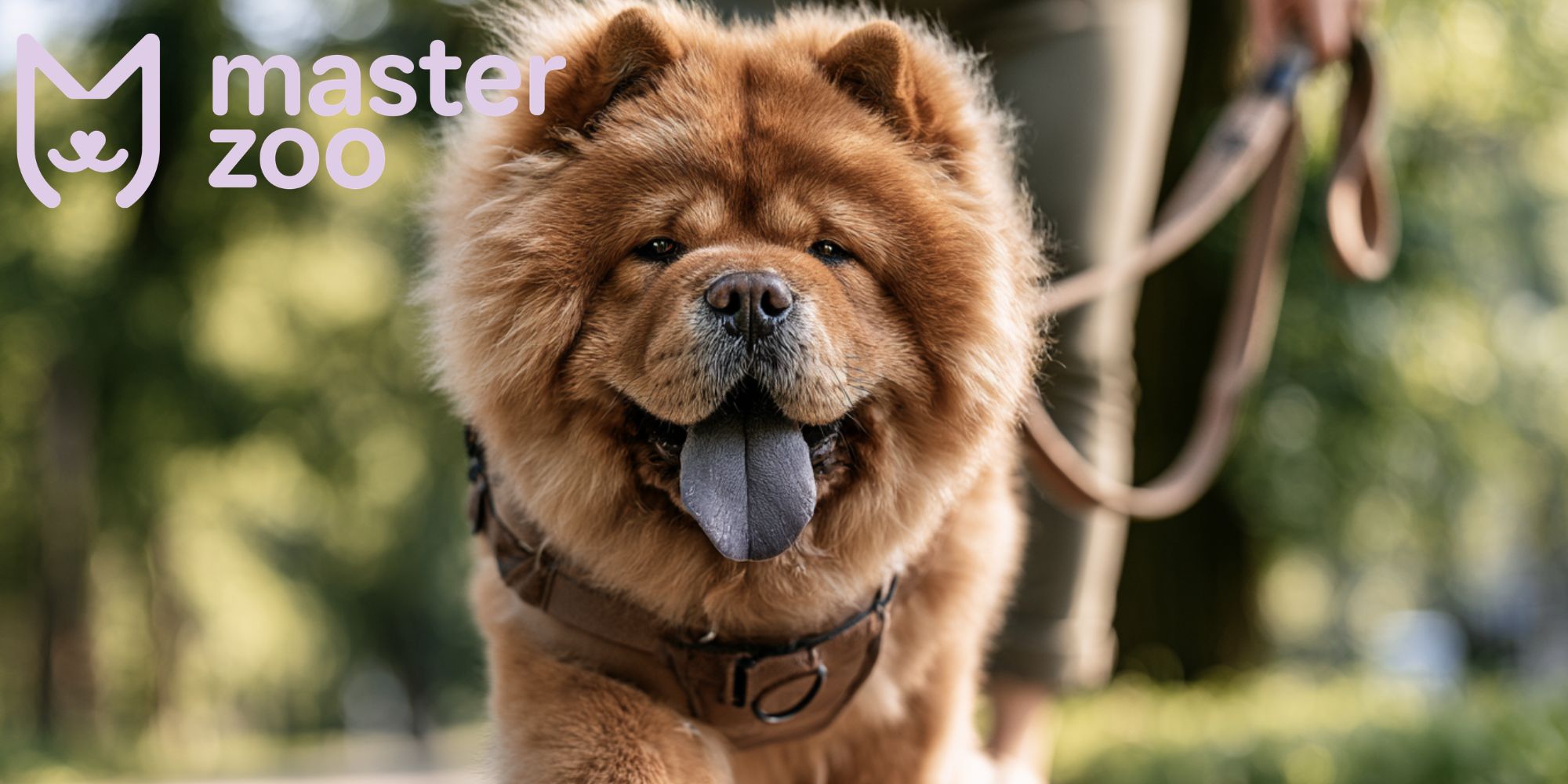 Чау чау  |  MasterZoo