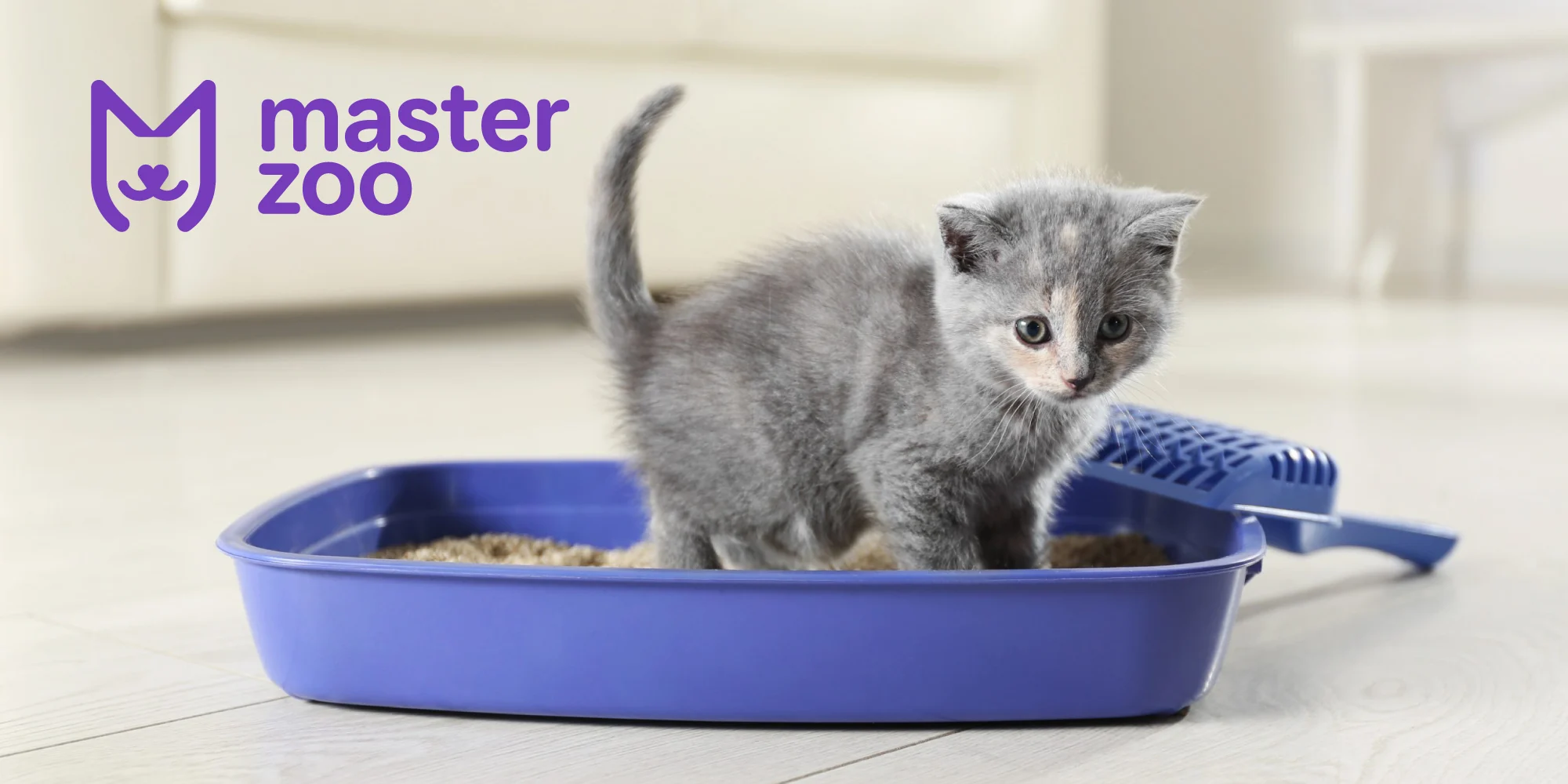 как приучить котенка до лотка| MasterZoo
