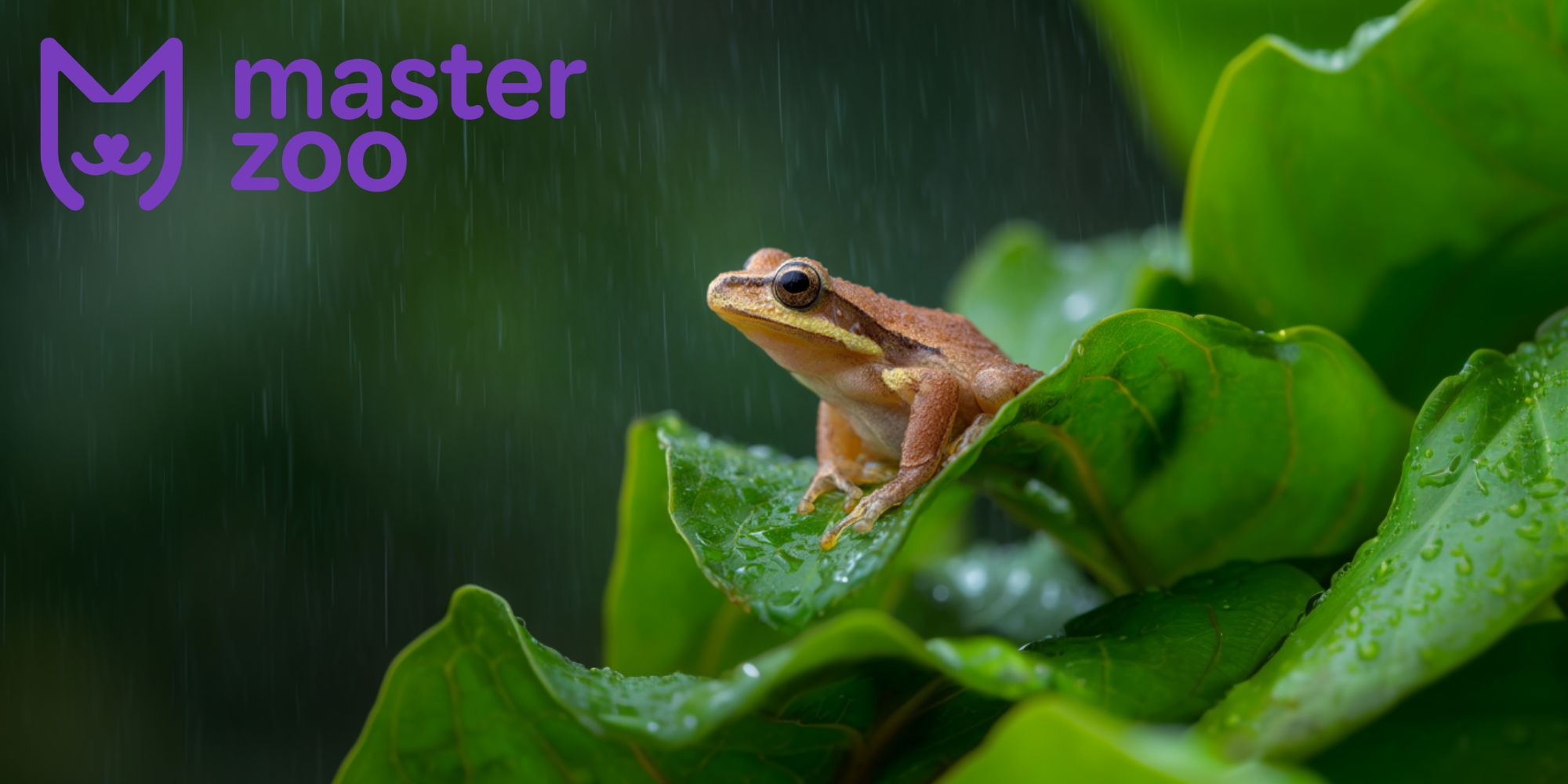 рептилии синоптики | MasterZoo