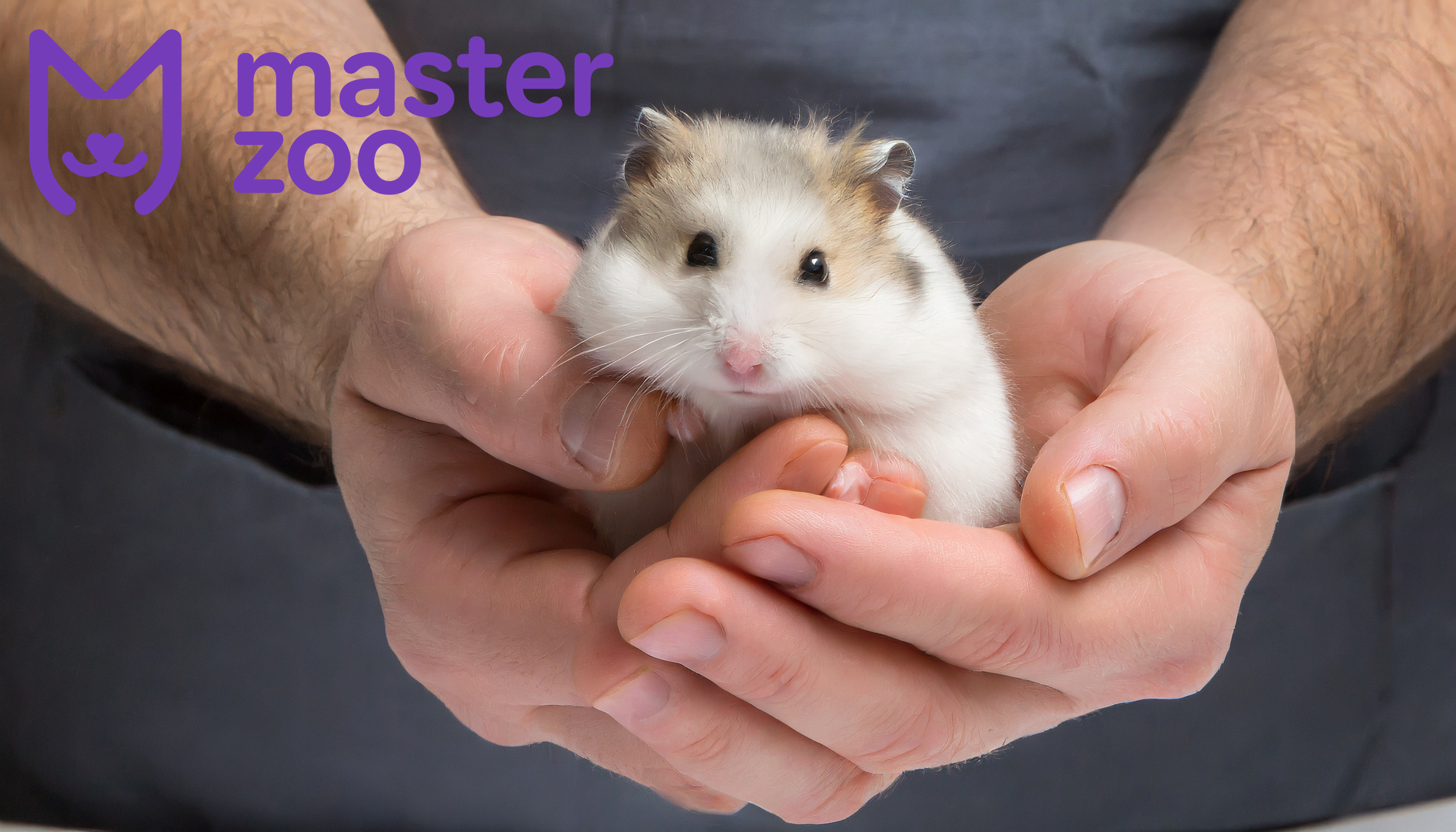 Стресс у хомяков | Зоомагазин MasterZoo