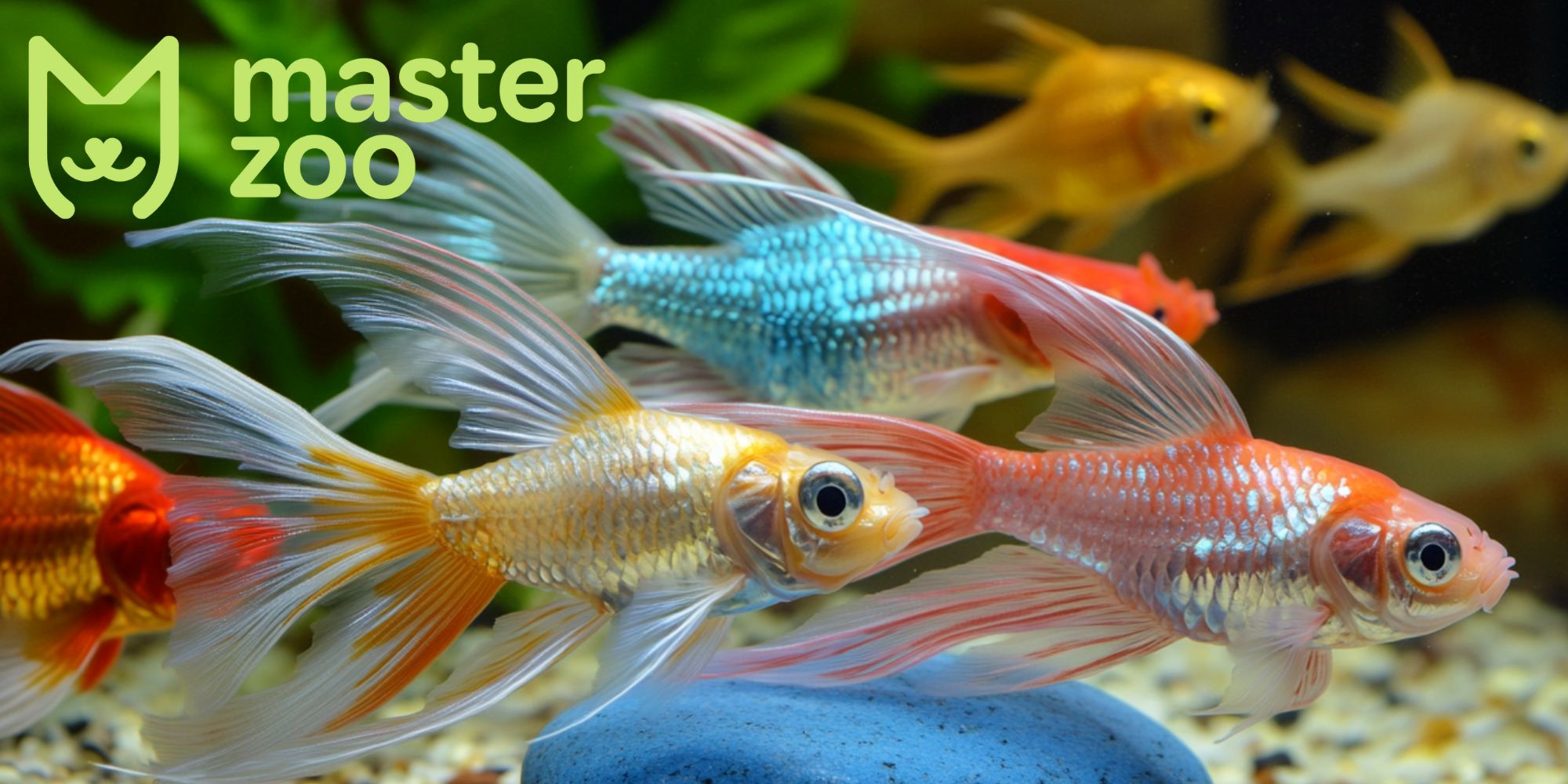 альтернатива живого корму для рыб | MasterZoo