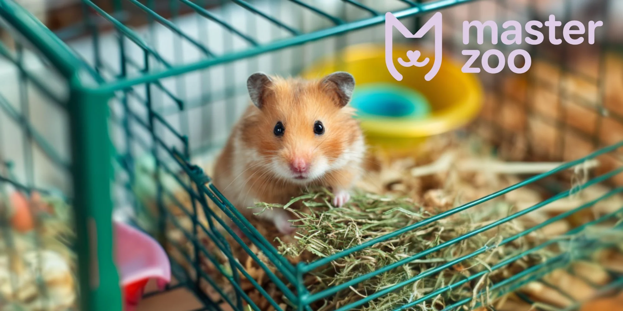 поради щодо догляду за потомством | MasterZoo