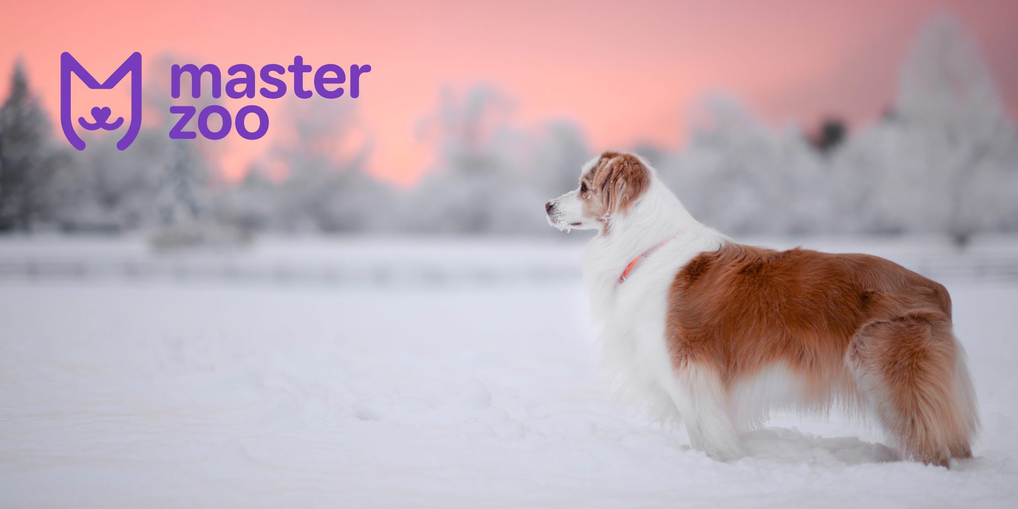 Как понять что любимцу холодно| MasterZoo