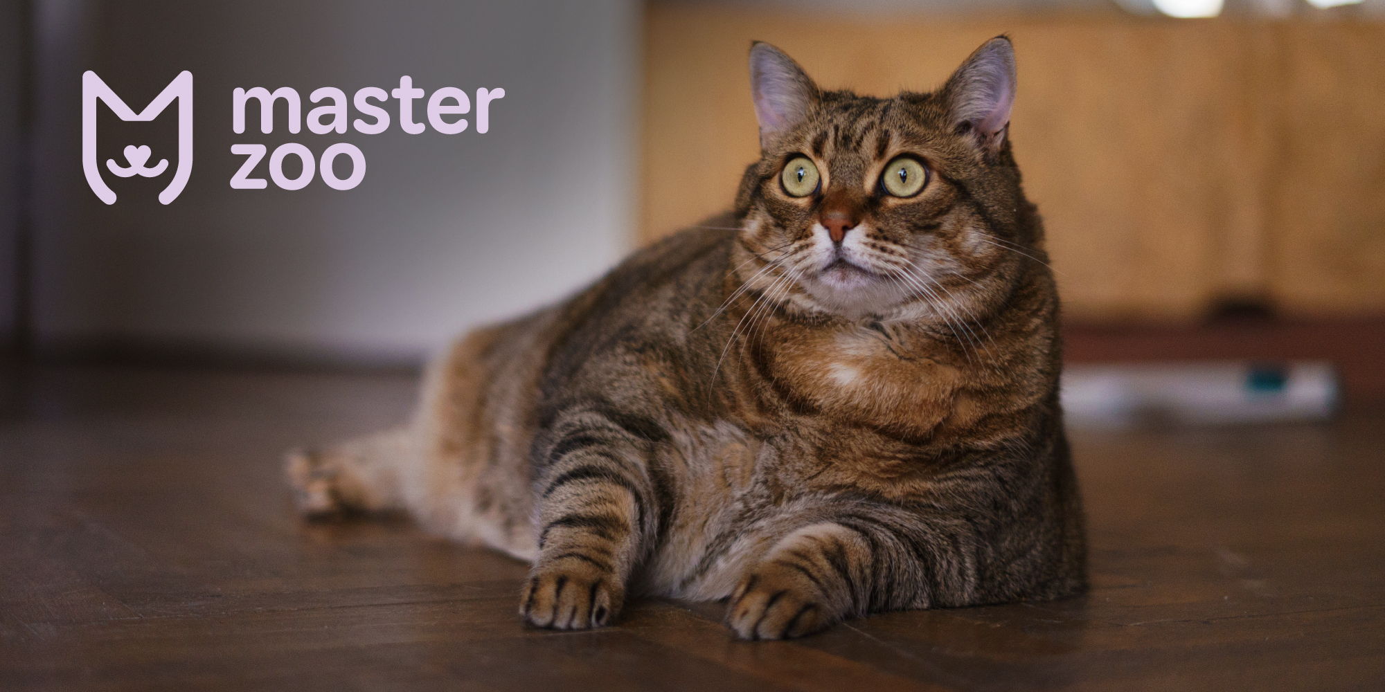 Ожирение кота| MasterZoo