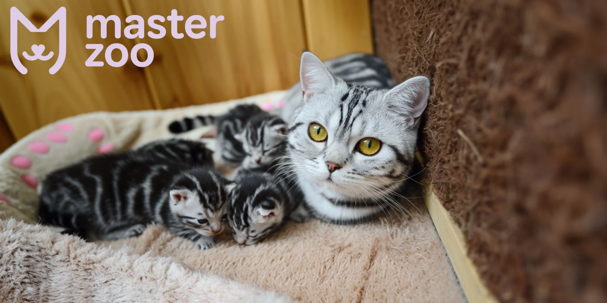 кішка з кошинятами | MasterZoo