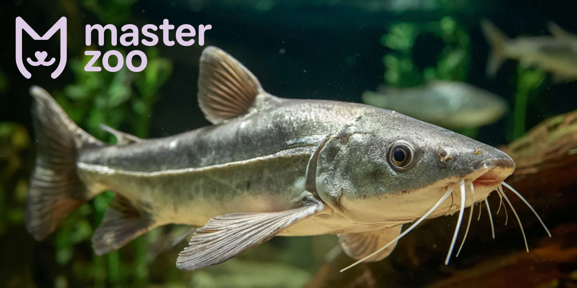Пангасиус | MasterZoo