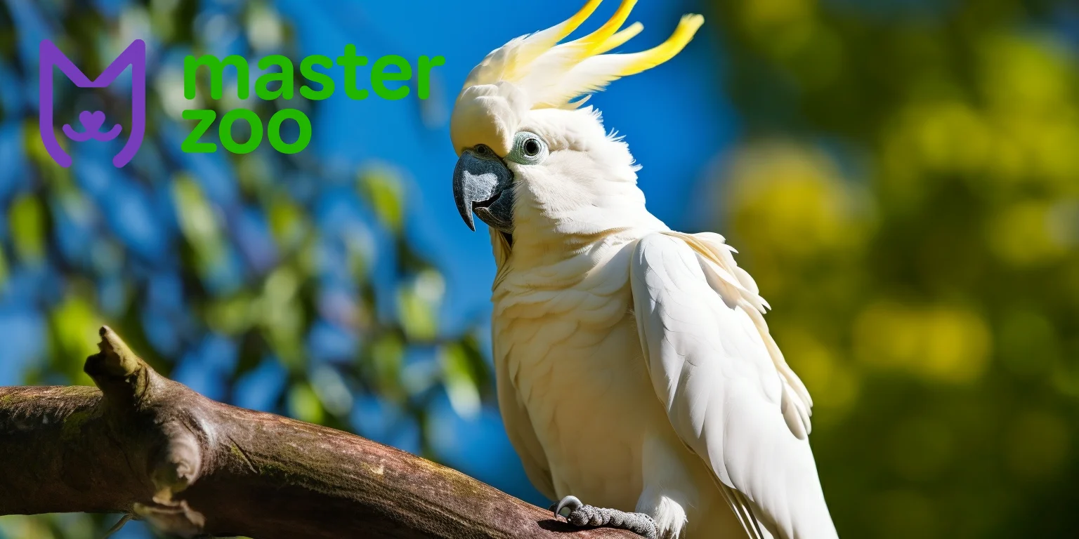 Какаду Папуга | Зоомагазин MasterZoo