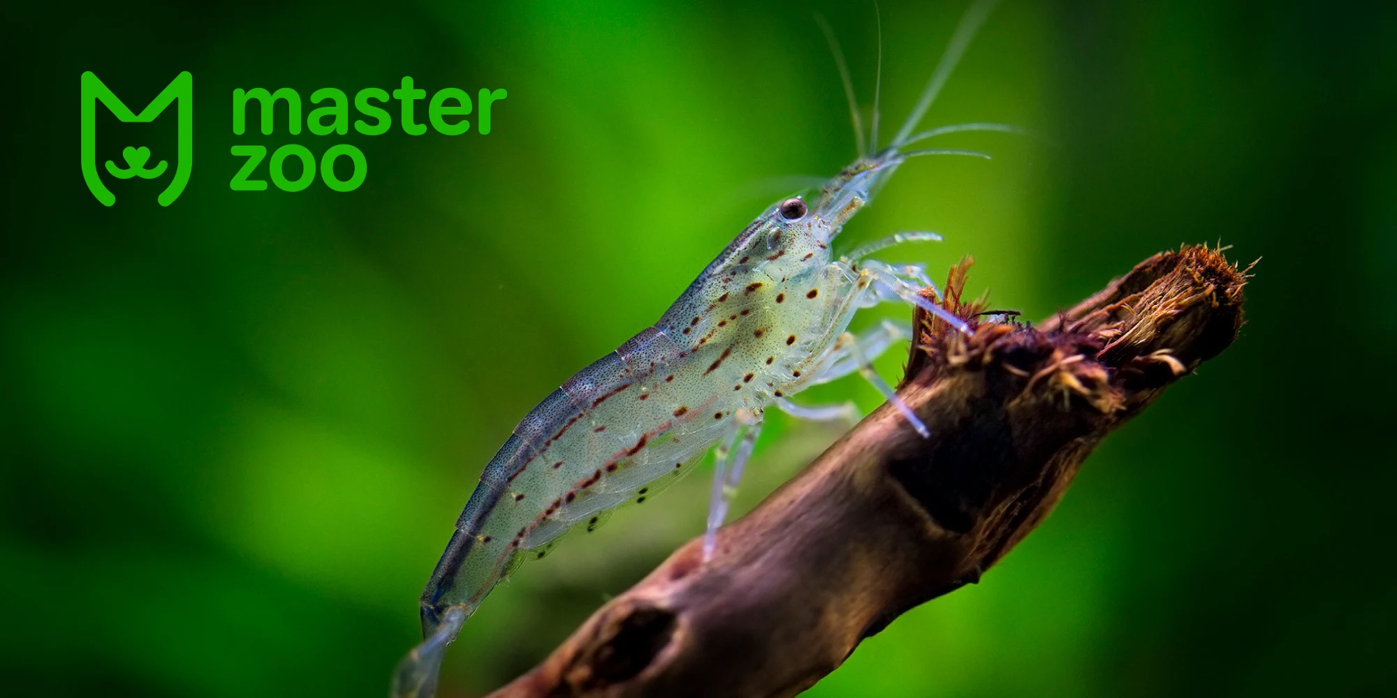 креветка амано | MasterZoo