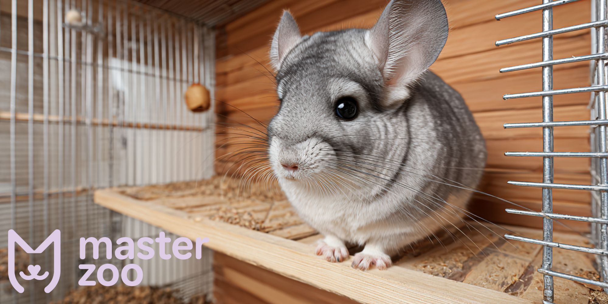 де краще розмістити клітку для шиншили |  MasterZoo