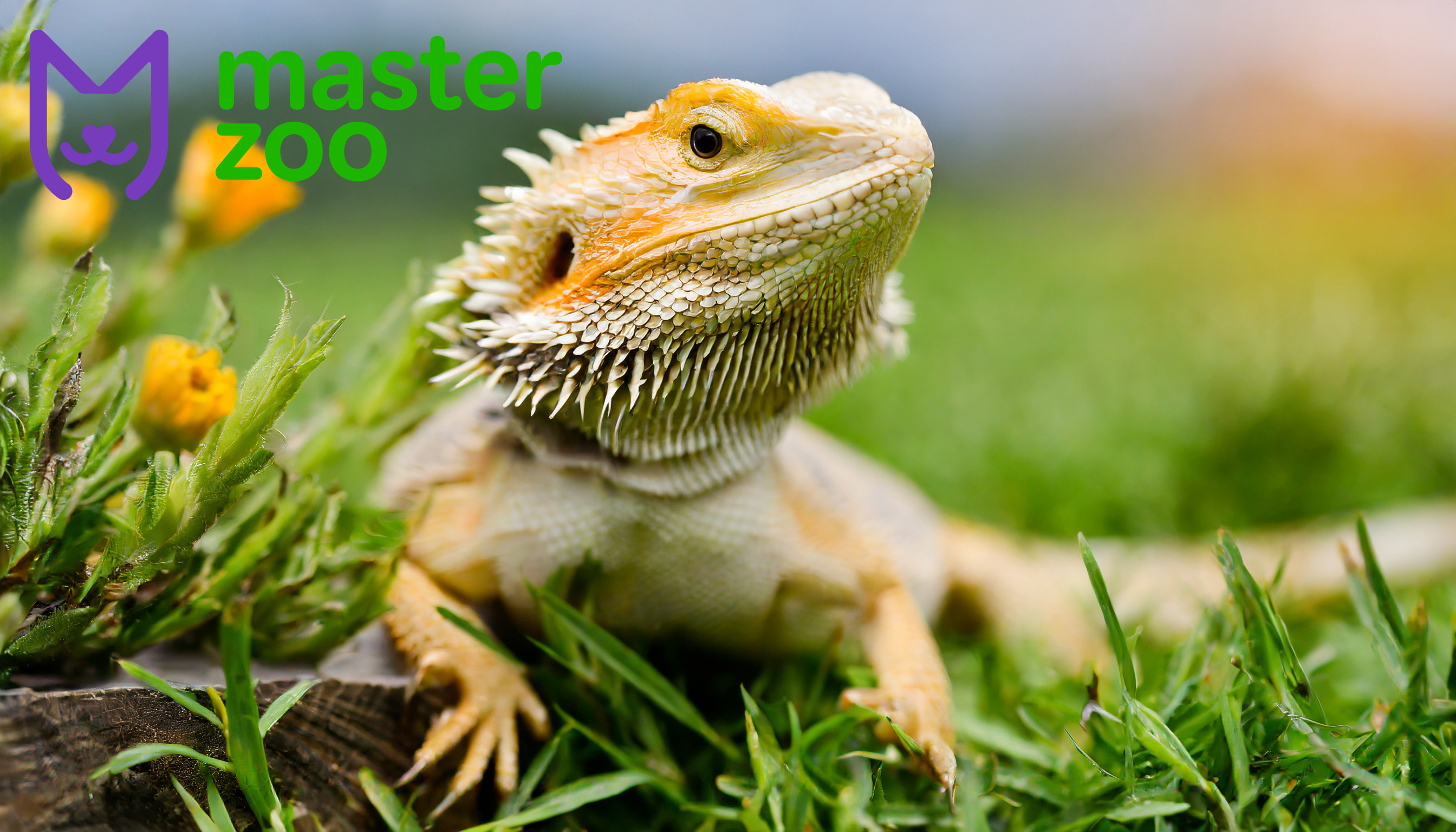 Агама Бородата | Зоомагазин MasterZoo