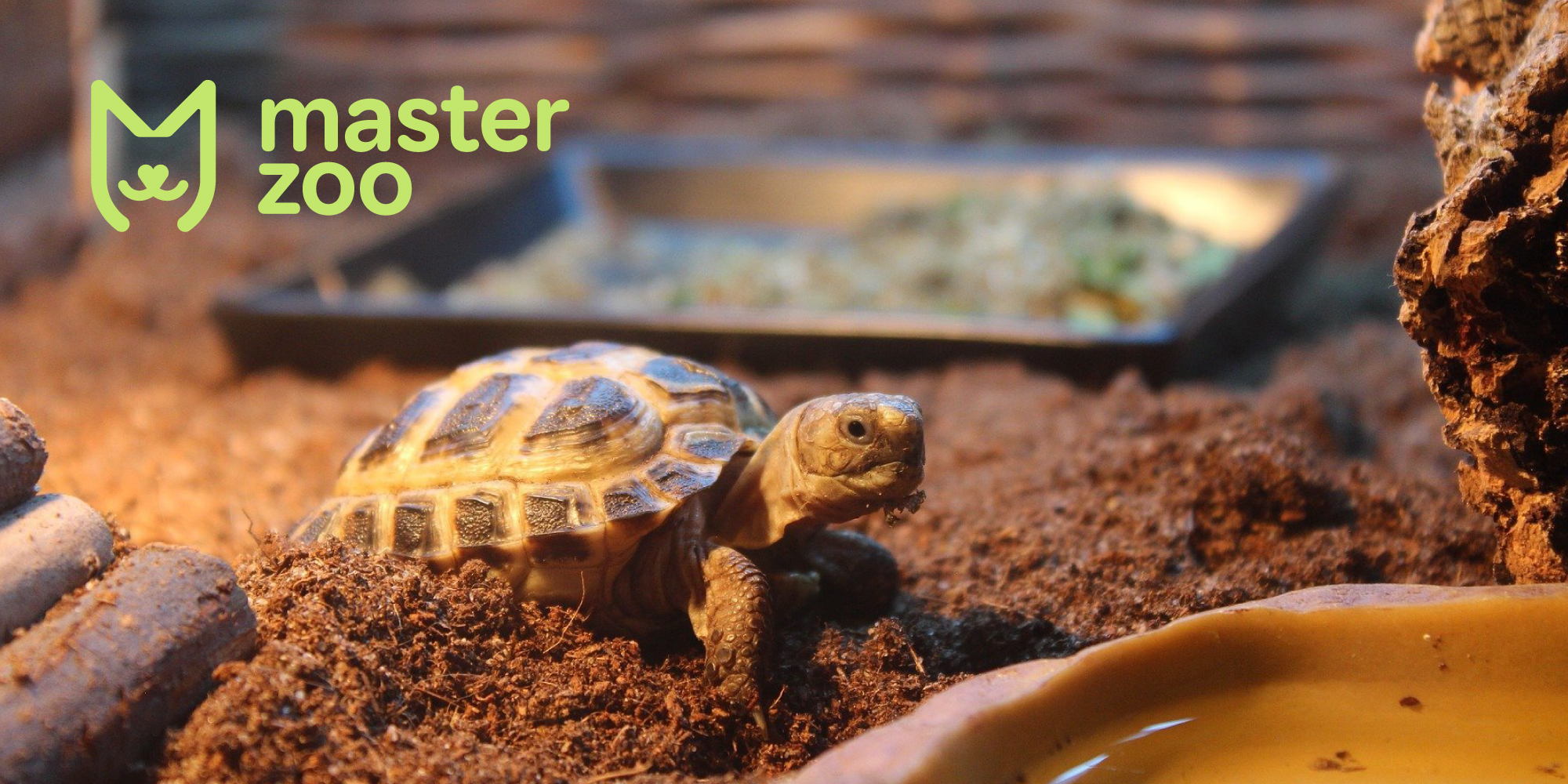 Комфортные условия для розмножения черепах| Зоомагазин MasterZoo