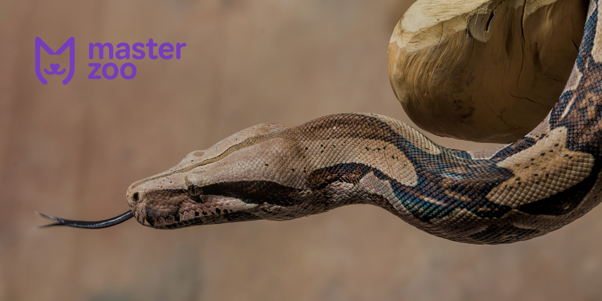 імператорський удав | MasterZoo