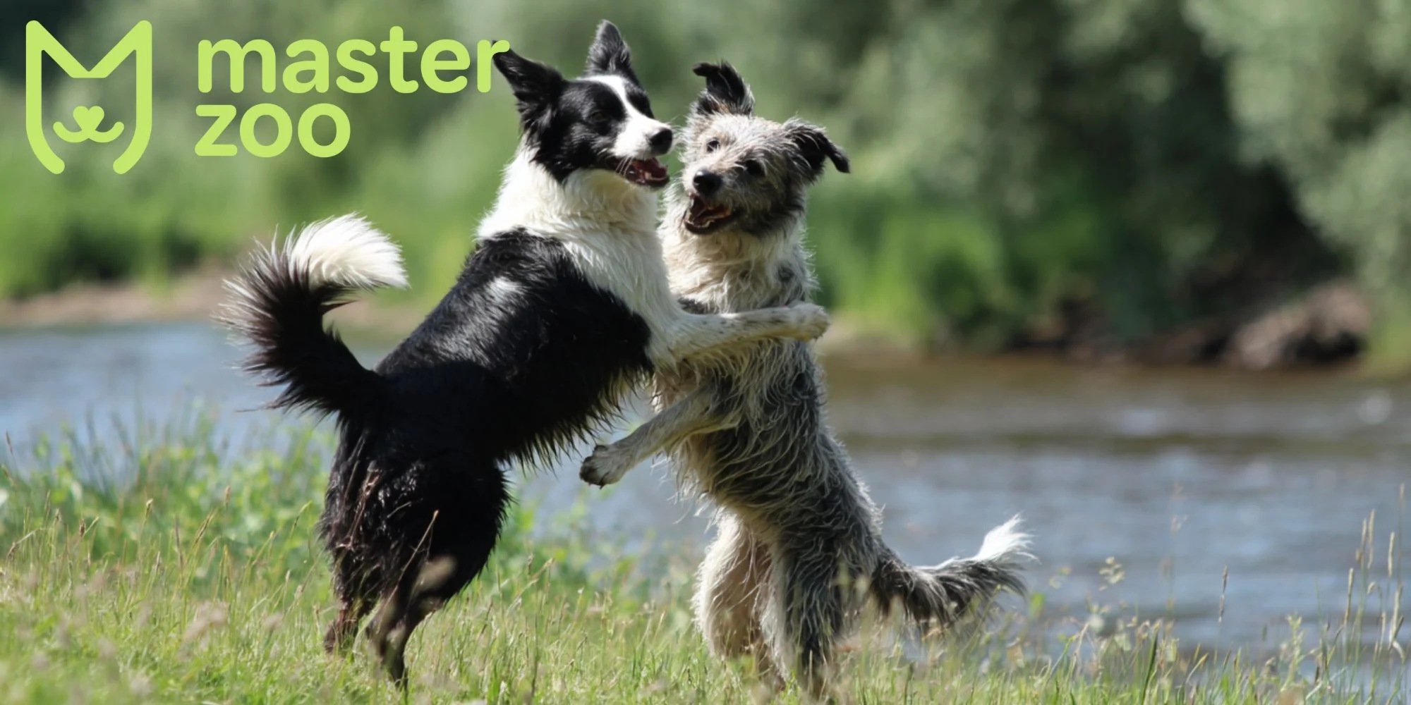напад на собаку | MasterZoo