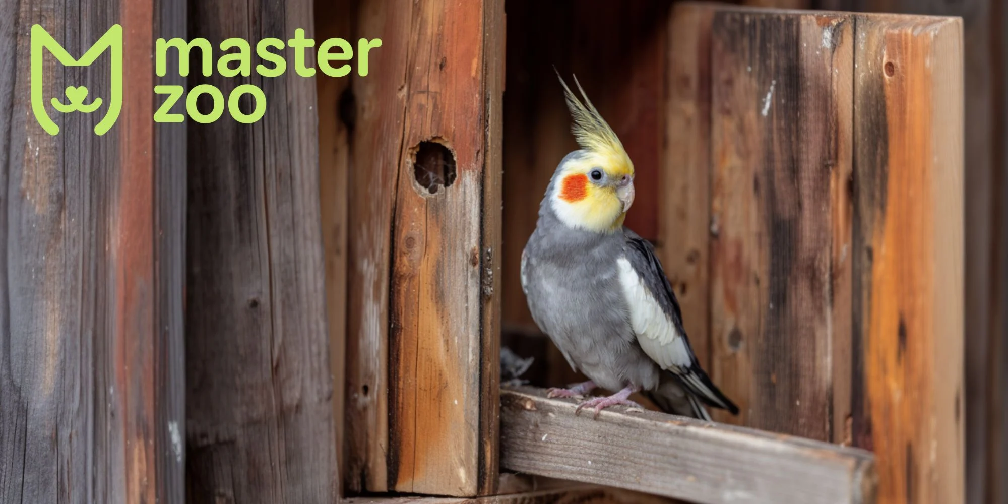 Корелла | MasterZoo
