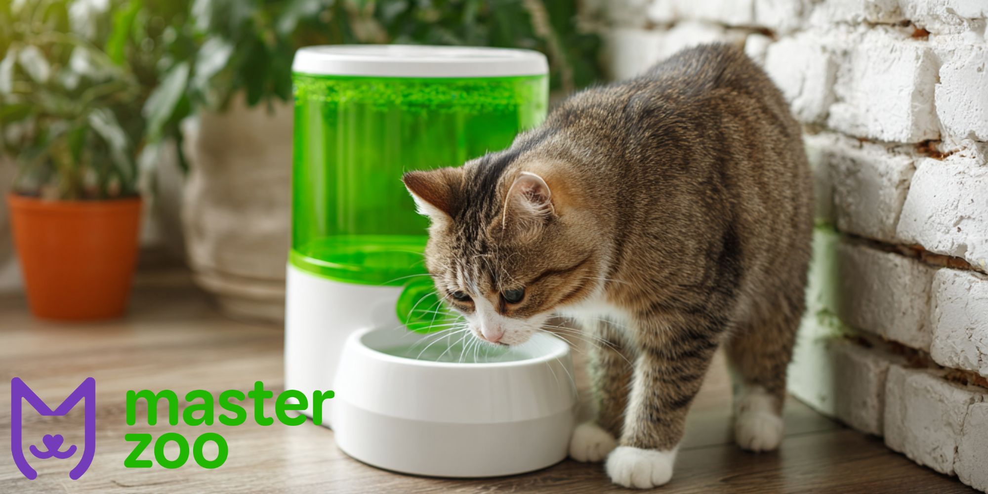 знаки зневоднення котика | MasterZoo
