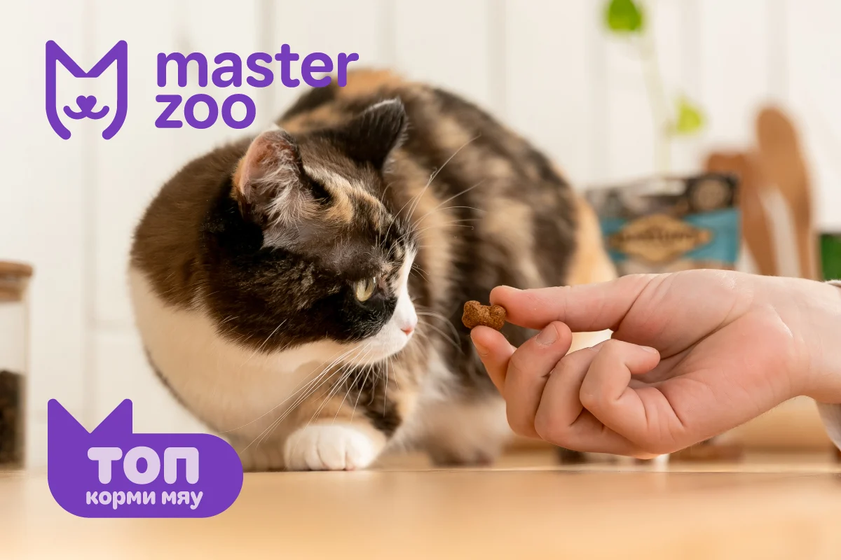 Топ 10 кормов для котів | Зоомагазин MasterZoo