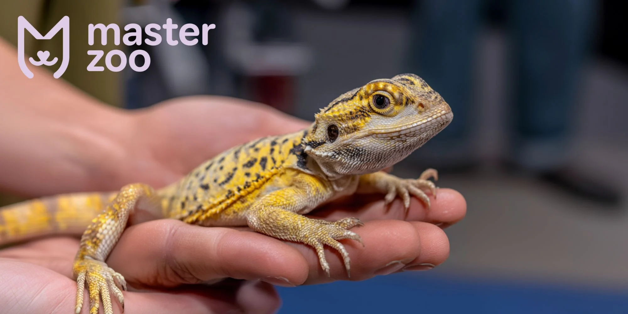 как ухаживать га агамой | MasterZoo