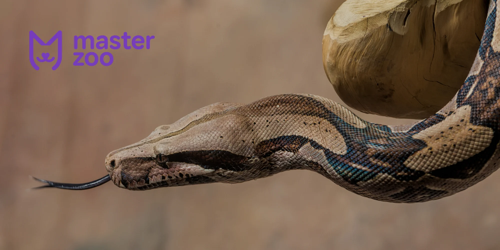 імператорський удав  | MasterZoo