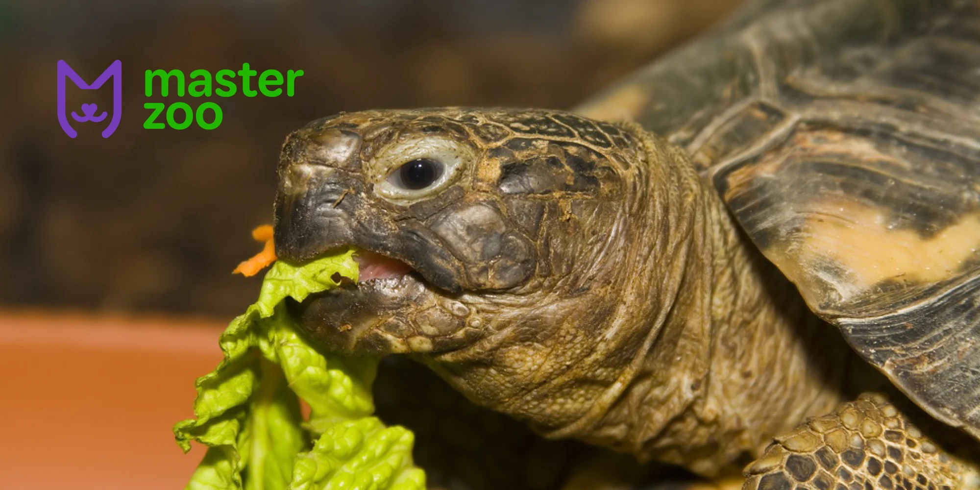 догляд черепах | MasterZoo