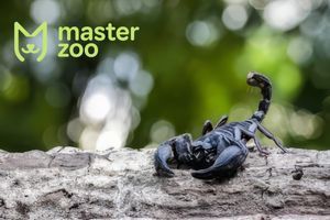Императорский скорпион (Pandinus Imperator)