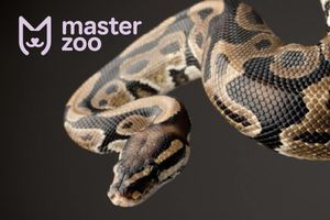 Императорский удав (лат. Constrictor imperator)