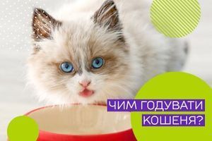Чим годувати кошеня?