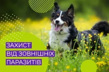 Чим обробляти собак від бліх та кліщів?