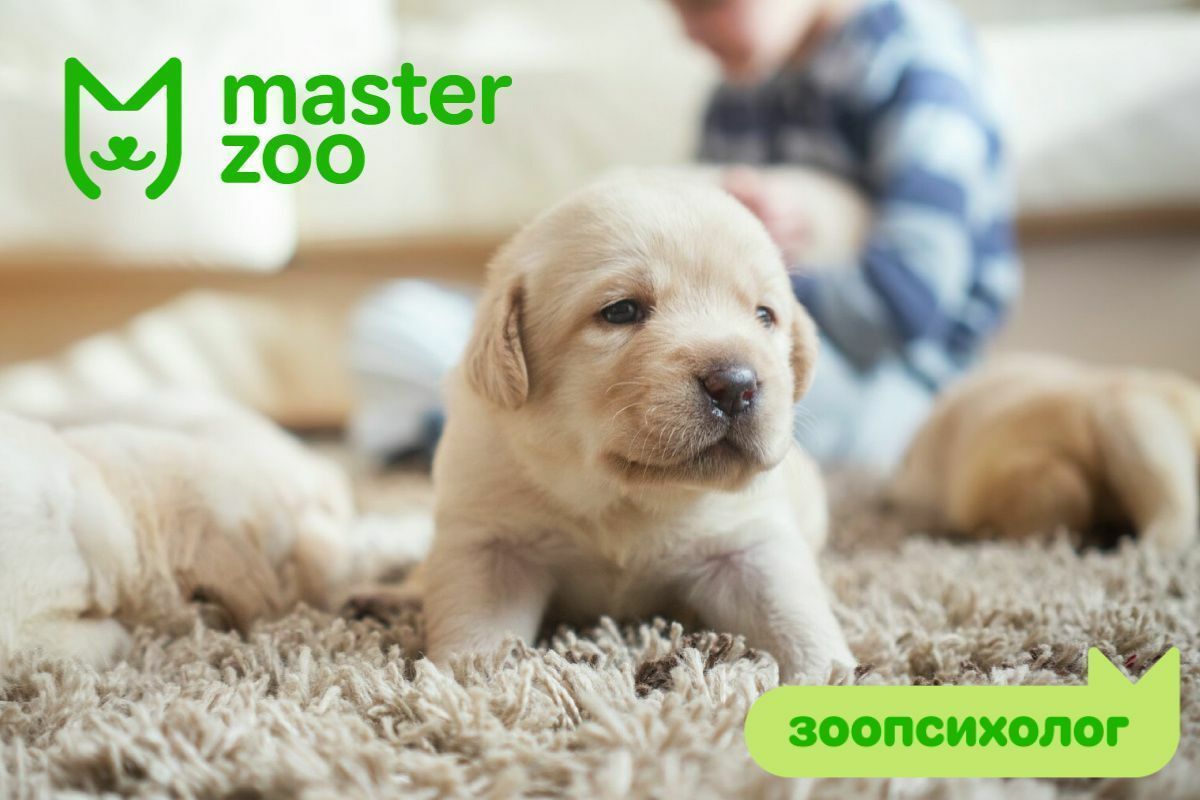 Етапи розвитку цуценят