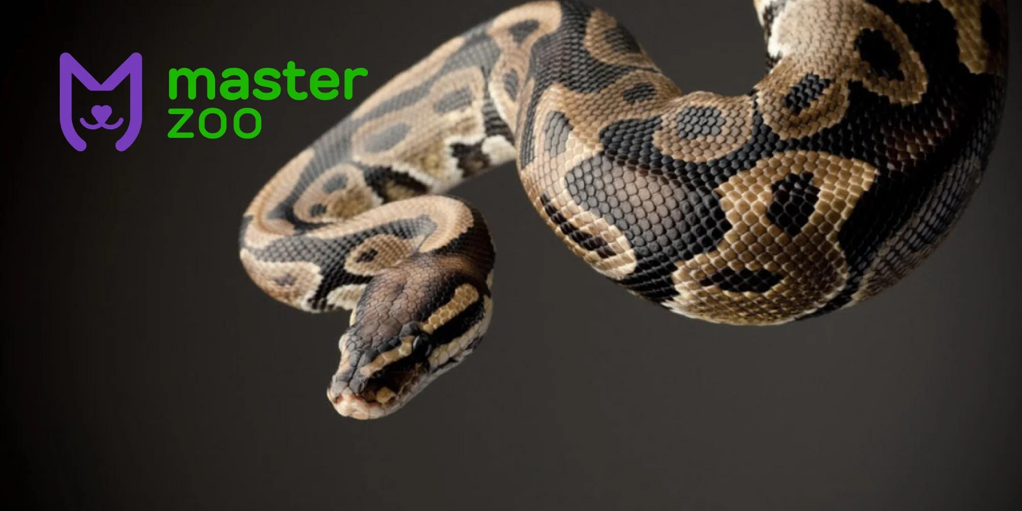 умови проживання імператорського |  MasterZoo