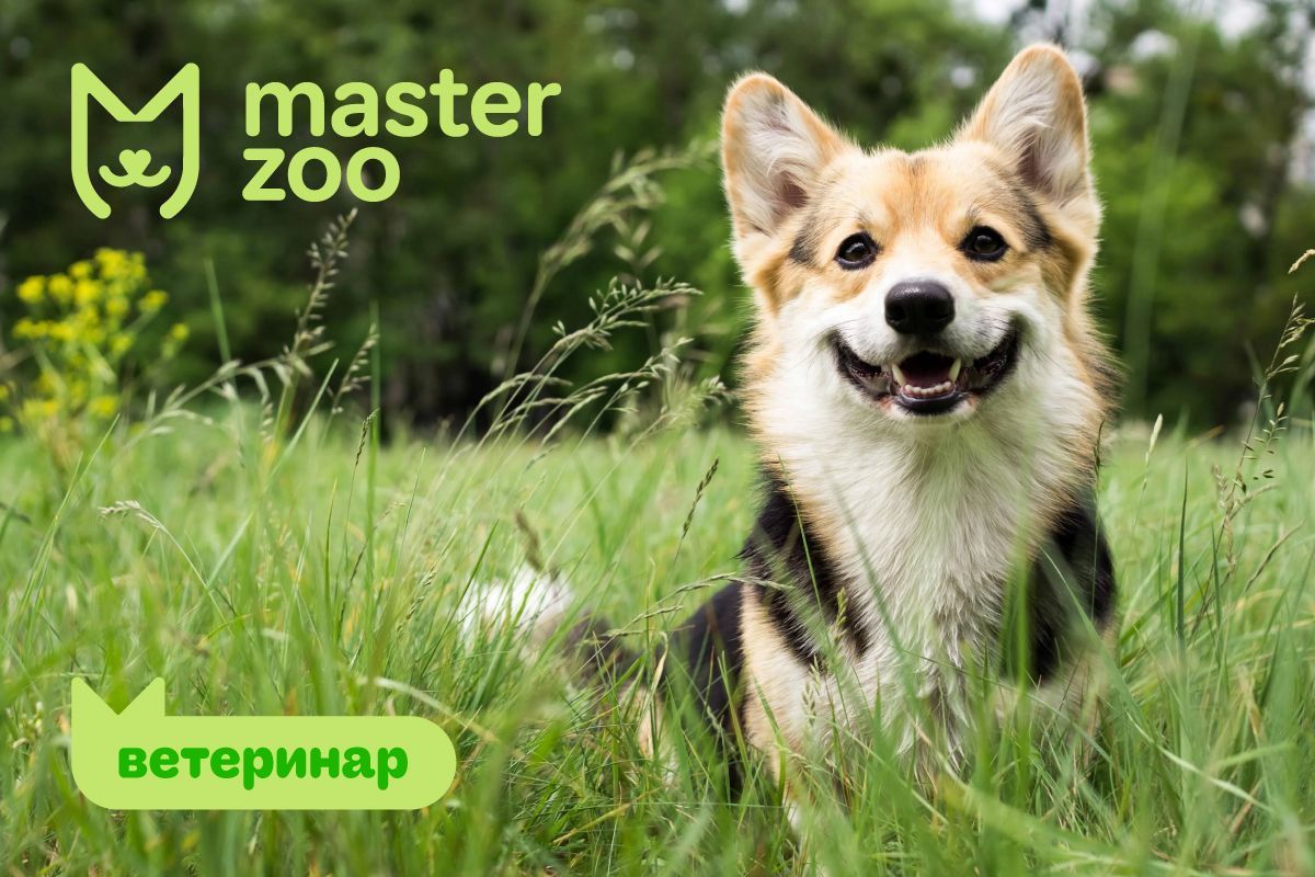 Клещи у собак. Что делать, если укусил клещ?