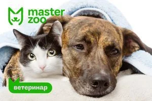 Лептоспироз у собак