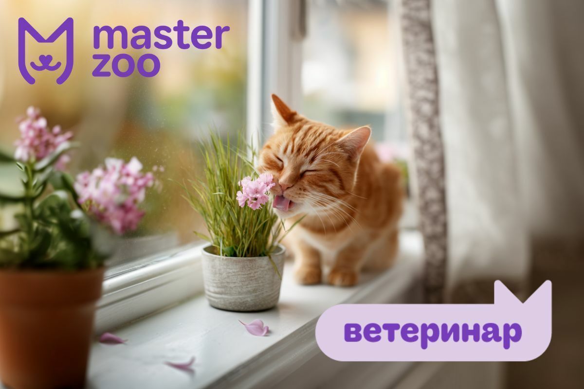 Ядовитые растения для домашних любимцев: как обезопасить?