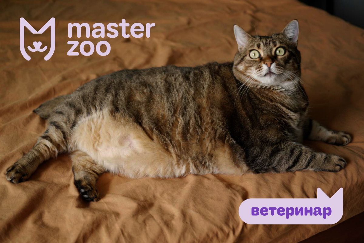 Ожирение у кошек