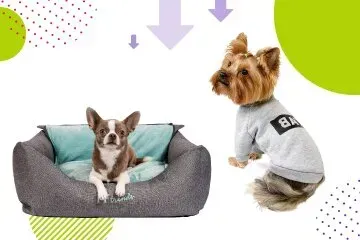 Pet Fashion - український бренд одягу і аксесуарів для котів та собак