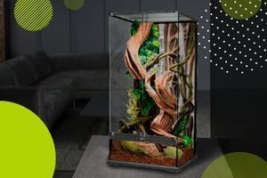 Тераріум - чаруючий світ екзотичних вихованців