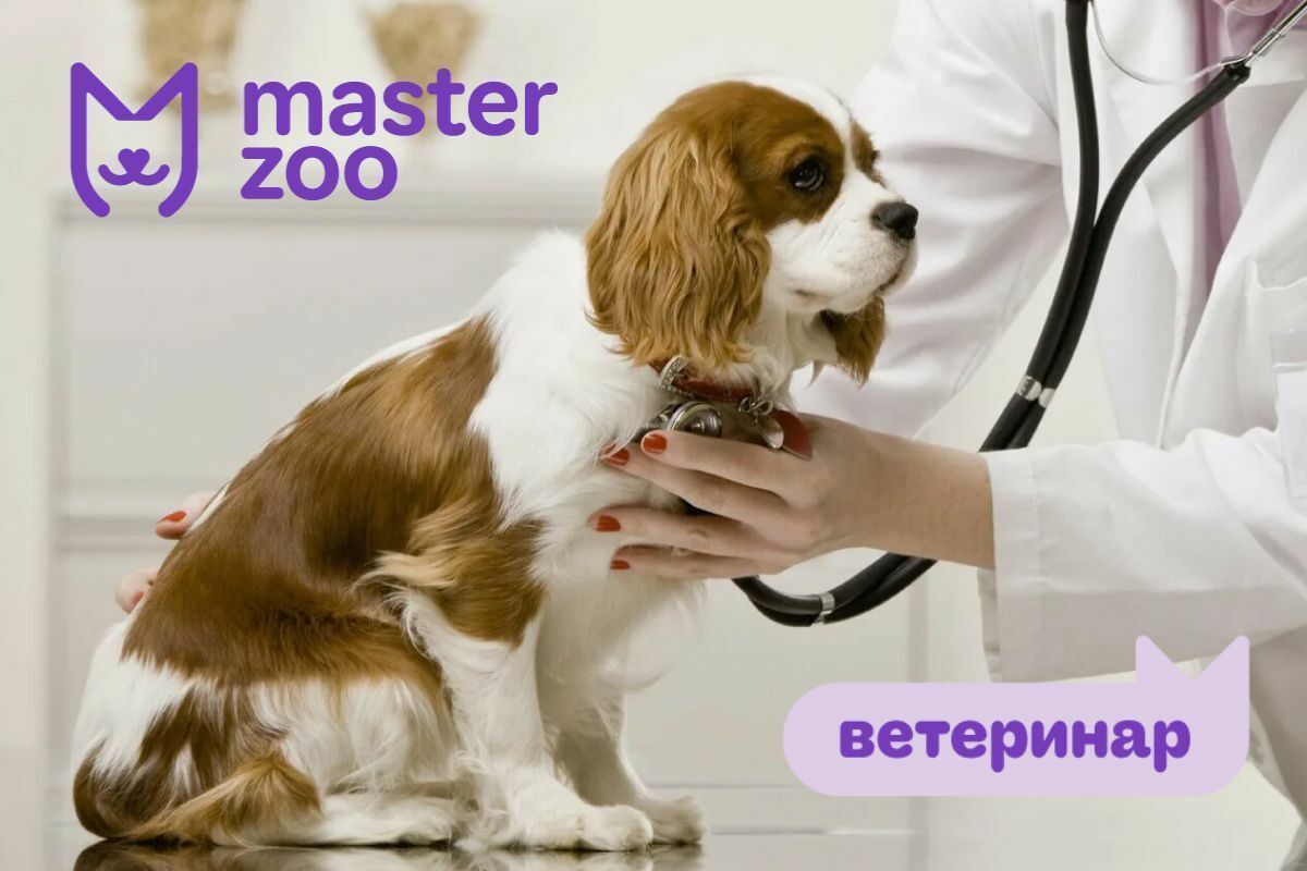 Цистит у собак