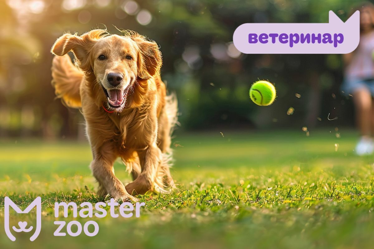 Весняні хвороби у собак: симптоми, лікування та профілактика