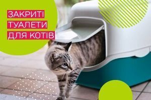 Закриті туалети для котів: огляд і як вибрати