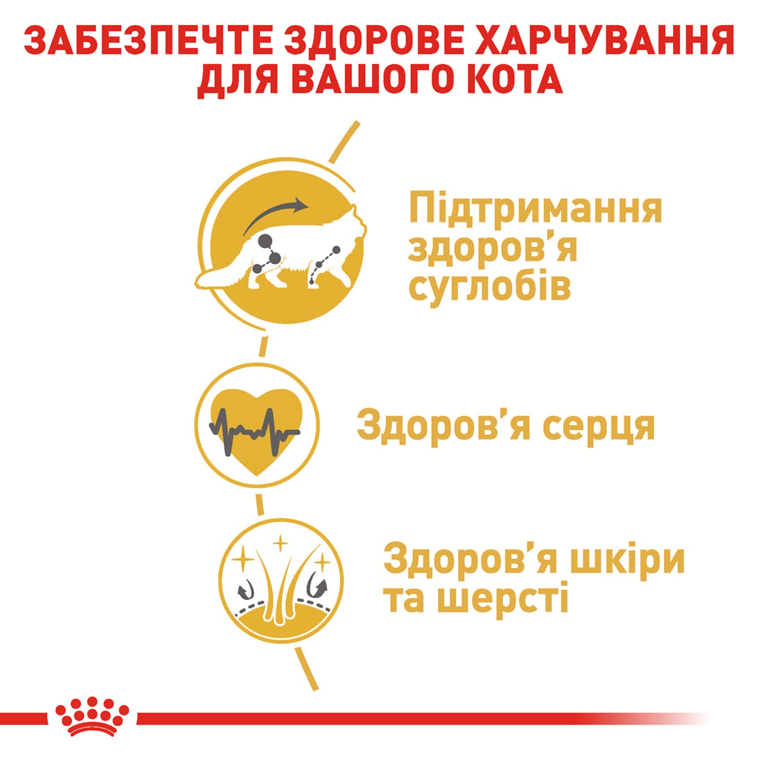 Сухий корм для котів Royal Canin Maine Coon Adult 4 кг + Іграшка-диспенсер для ласощів