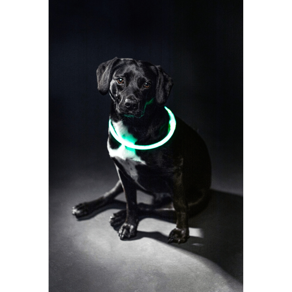 Ошейник для собак Trixie Flash Light Ring USB S-M - зеленый Ошейник для собак Trixie Flash Light Ring USB S-M - зеленый