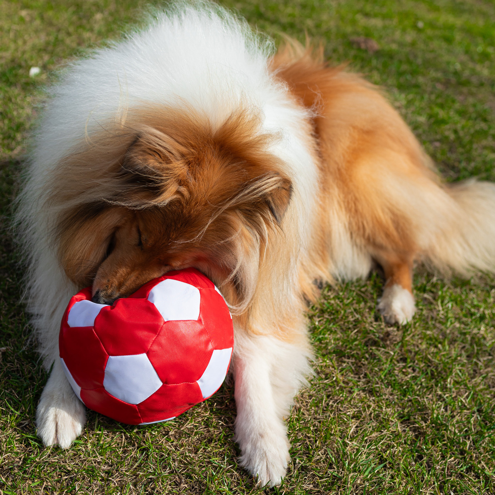 Іграшка для собак Pet Fun М'яч з пискавкою 22см - різнокольоровий