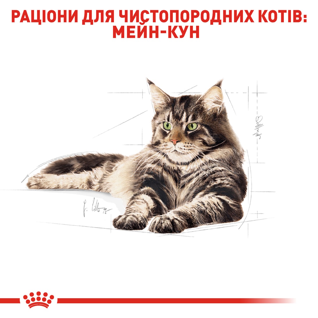 Сухий корм для котів Royal Canin Maine Coon Adult 4 кг + Іграшка-диспенсер для ласощів