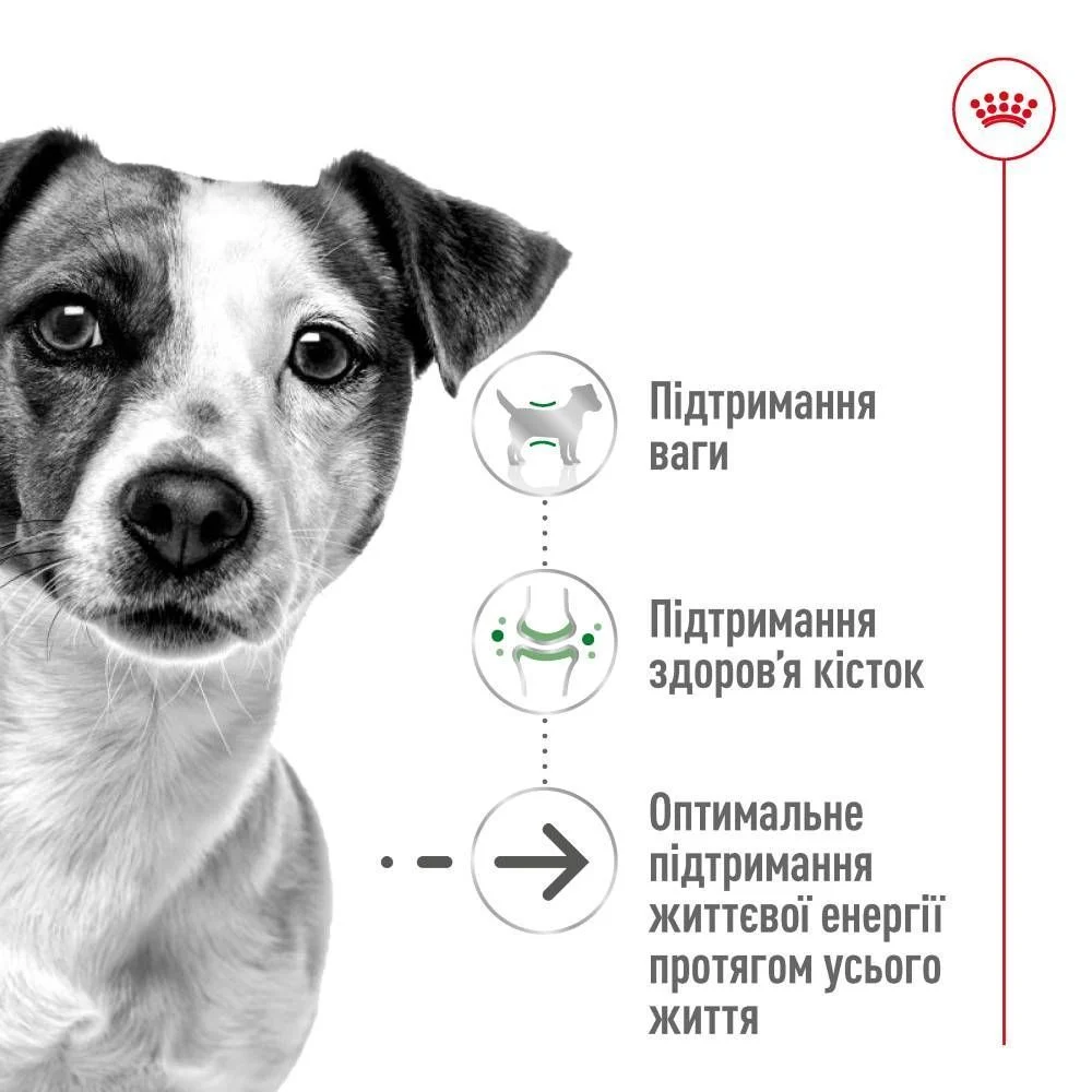 Cухий корм для собак Royal Canin Mini Ageing 12+ 800 г