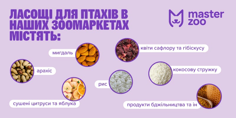 Інфонрафіка ласощі для птахів | MasterZoo