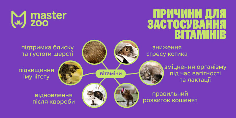 Інфографіка вітамни для кота | MasterZoo